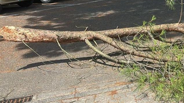 Grosso ramo di pino cade in strada. Paura in via Toniolo a Ponte a Egola