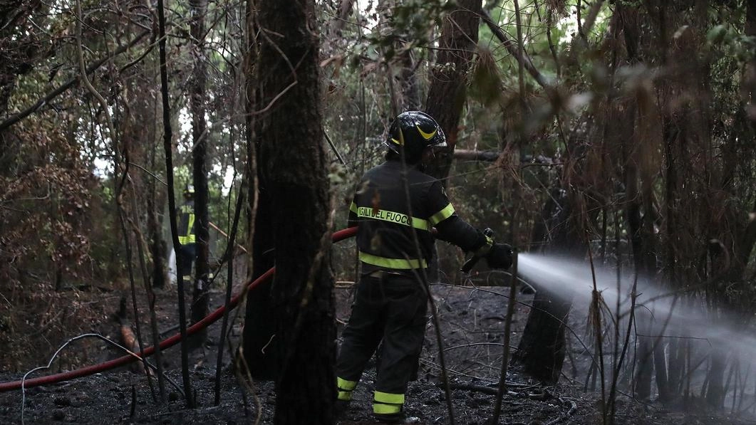 Incendio devasta 7 ettari di bosco. Canadair in azione a Piandiscò