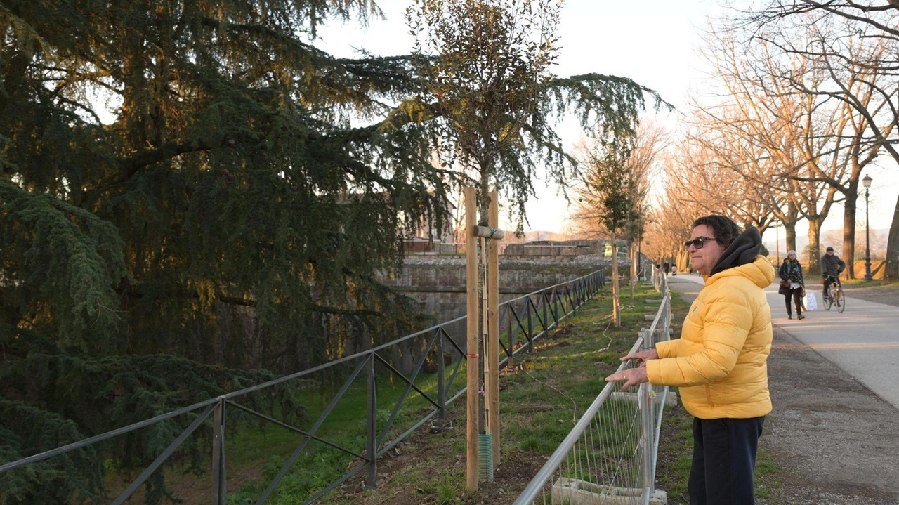 Uno dei tratti delle Mura dove sono già posizionate le nuove barriere (Alcide)