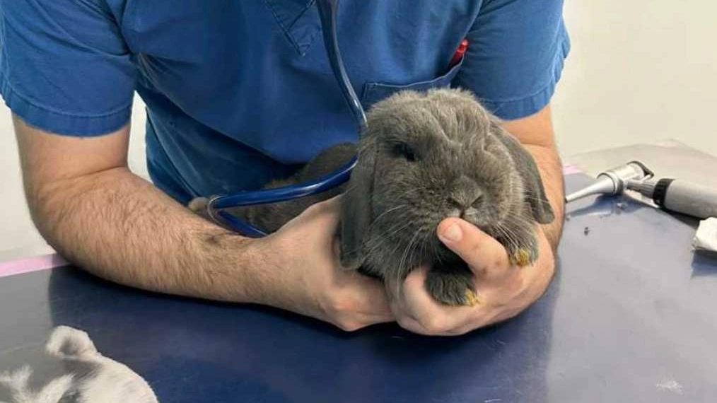 Dopo l’abbandono, il coniglietto nano ‘ariete’ è stato salvato e fatto visitare da un veterinario: adesso cerca una nuova casa