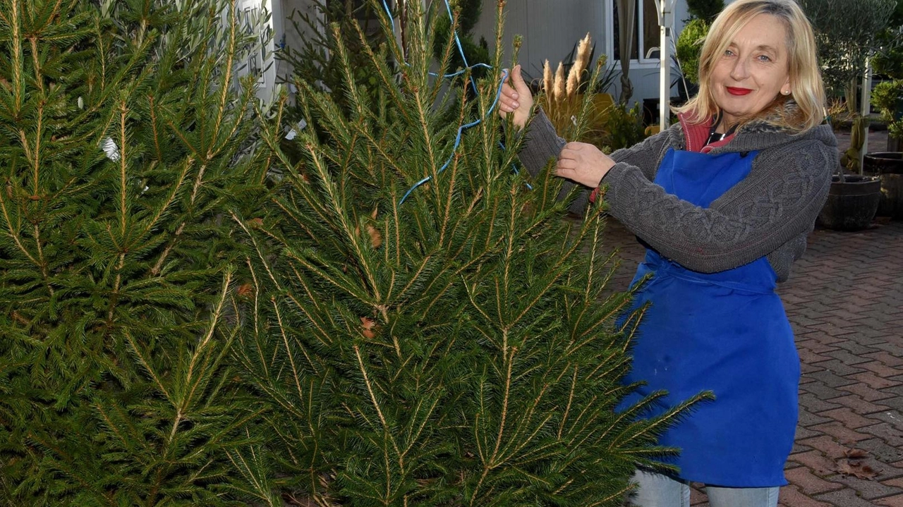 Per la consegna degli abeti. di Natale c’è tempo fino al 25. gennaio