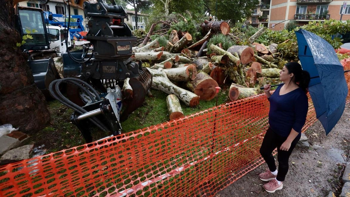 L’intervento di abbattimento alberi per la rotatoria al Salviatino (Press Photo)