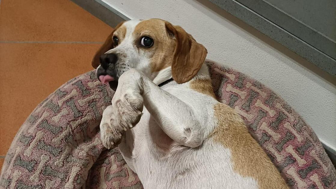 Toby, il beagle ucciso a calci. Il dolore e la rabbia dei proprietari