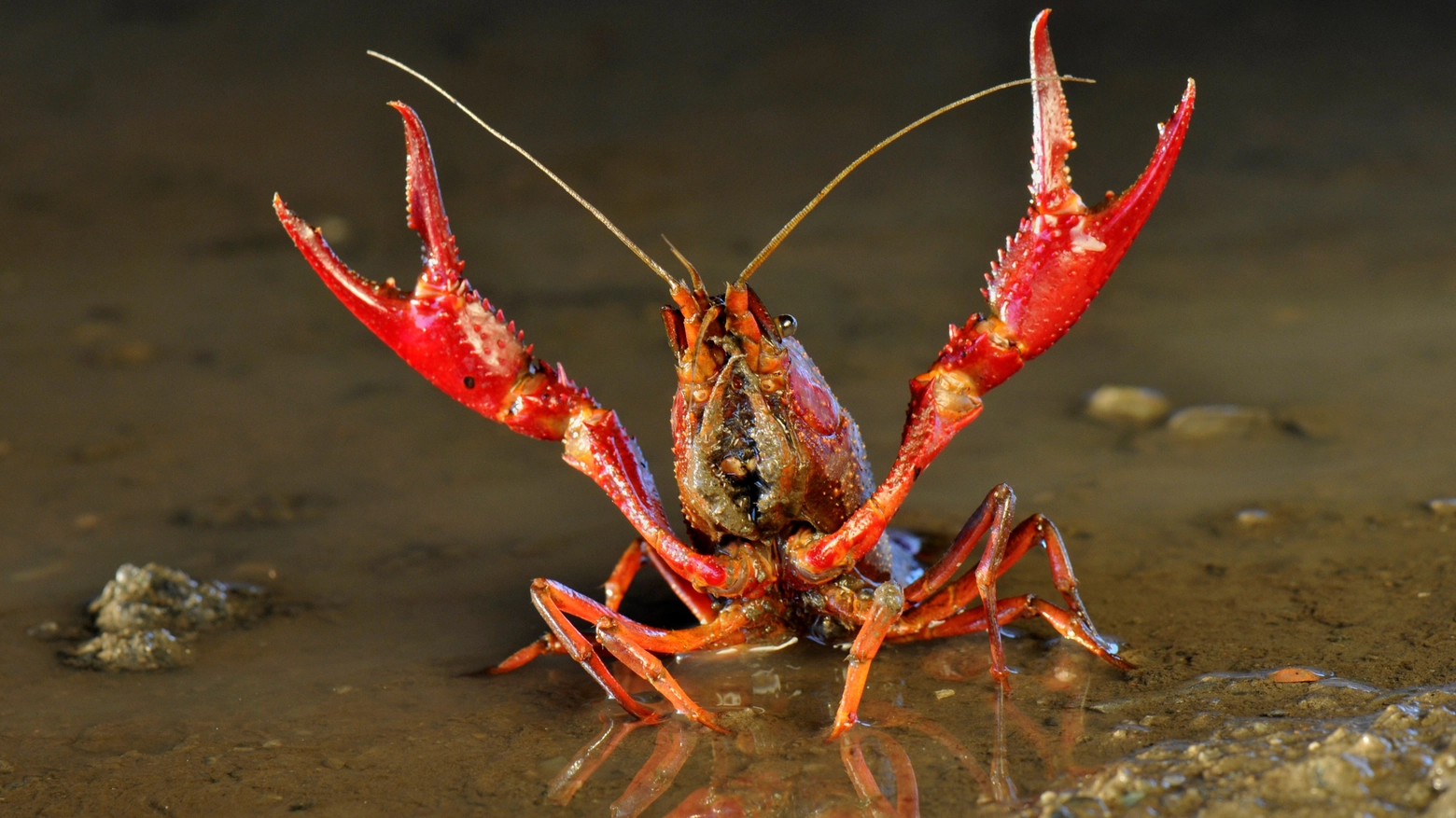 Gambero della Louisiana (foto di Emanuele Biggi, Mattia Nocciola, Francesco Tomasinelli)