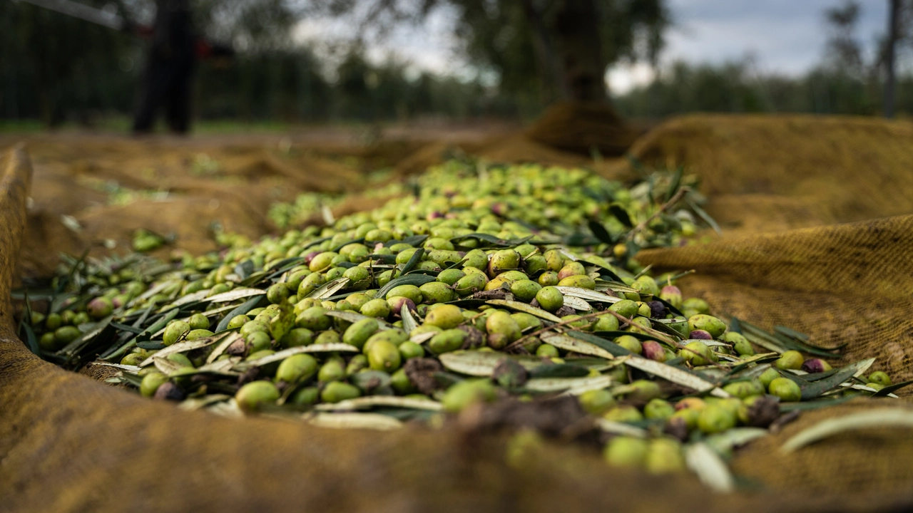 Raccolta di olive (Foto iStock)