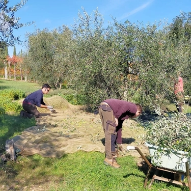 Escursione e Visita guidata a Monte San Savino sul tema olivo e olio