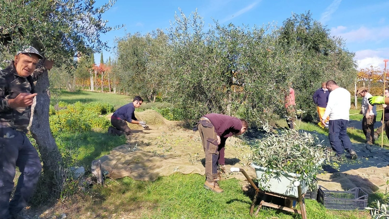 Domenica 24 novembre a Monte San Savino escursione e visita guidata in occasione della Fiera di Santa Caterina