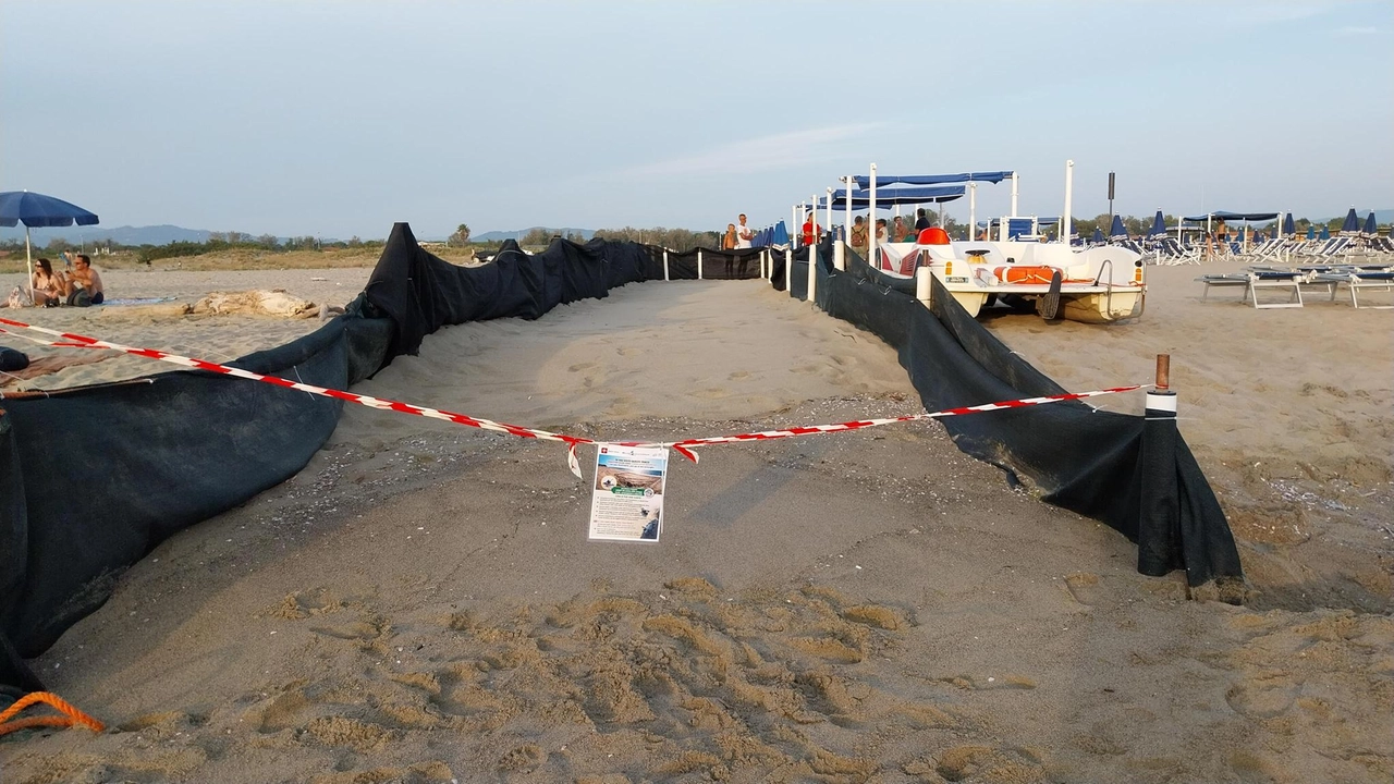 Nella notte tra sabato e domenica è avvenuta per la prima volta a Torre del Lago, vicino al Bagno Andrea Doria, la schiusa di un nido di tartarughe caretta caretta