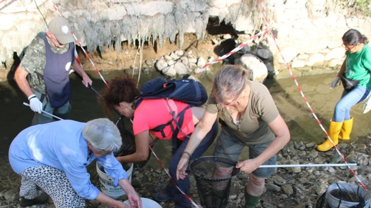 La FIPSAS e volontari salvano pesci nel torrente Greve a causa della siccità. Operazione di recupero per immetterli in zone con più acqua.