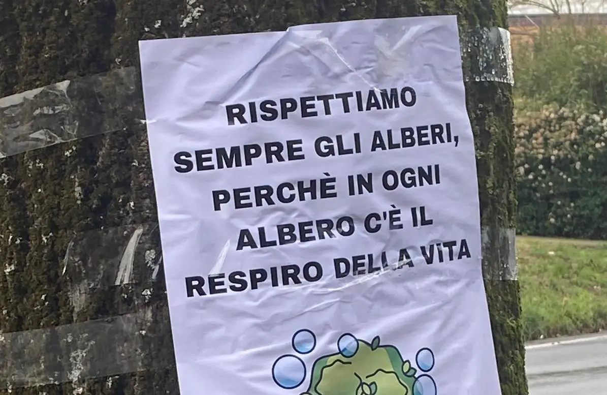 No al taglio degli alberi. Staggia si è mobilitata