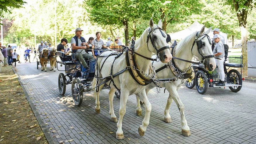 Le carrozze del ’paradriving’ in marcia da La Verna a Città di Castello