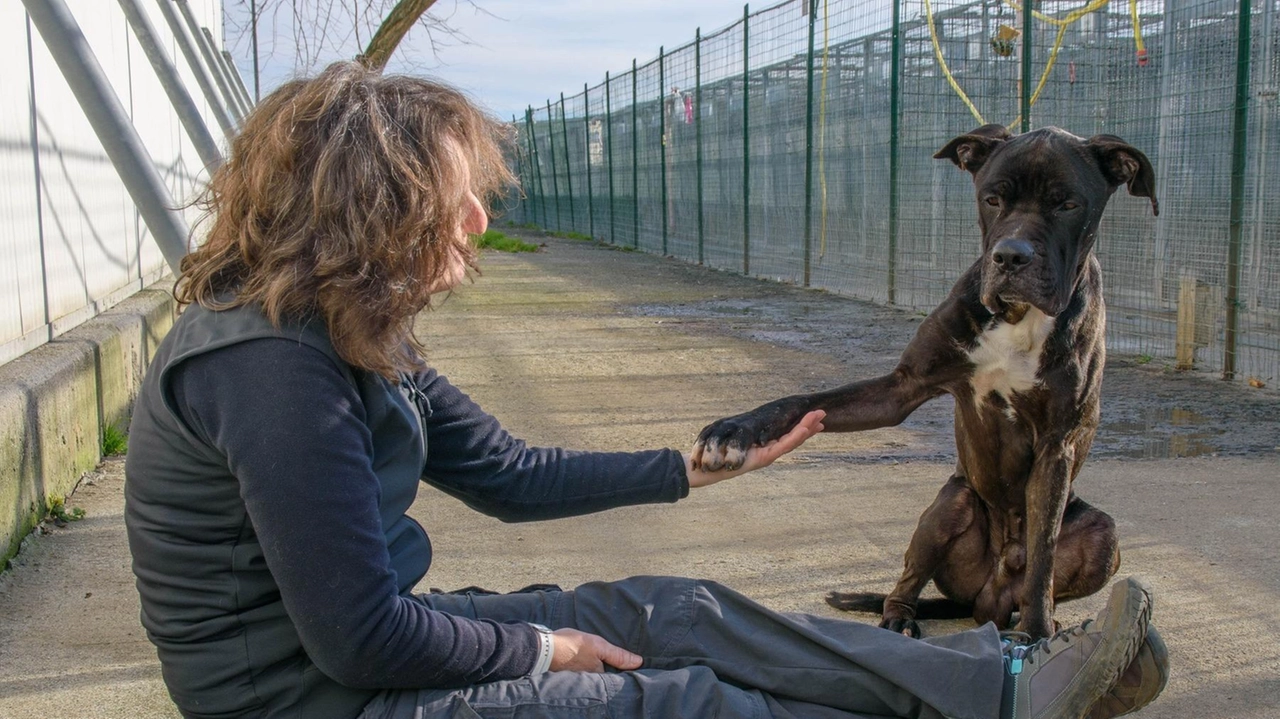 Qua, Lara Bernacchi. Nel tondo, Malva sul divano con Sara Roversi e i suoi due cani