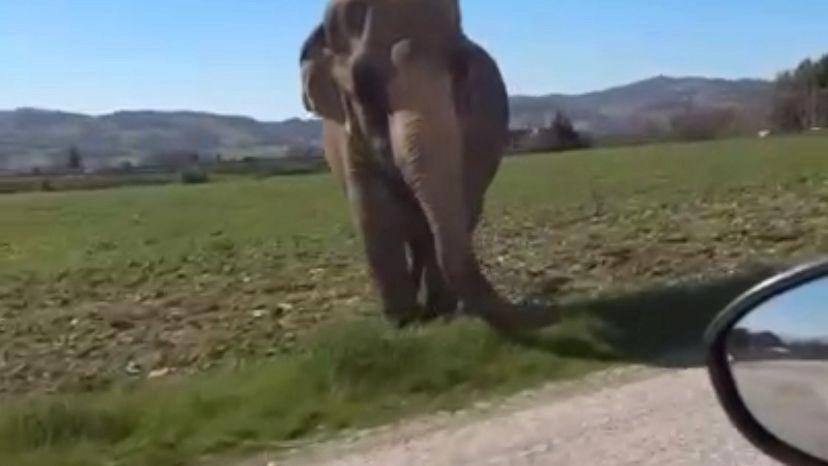 GUBBIO - Non è mancato lo stupore a Gubbio quando sui social è rapidamente rimbalzato un video che ritraeva un...