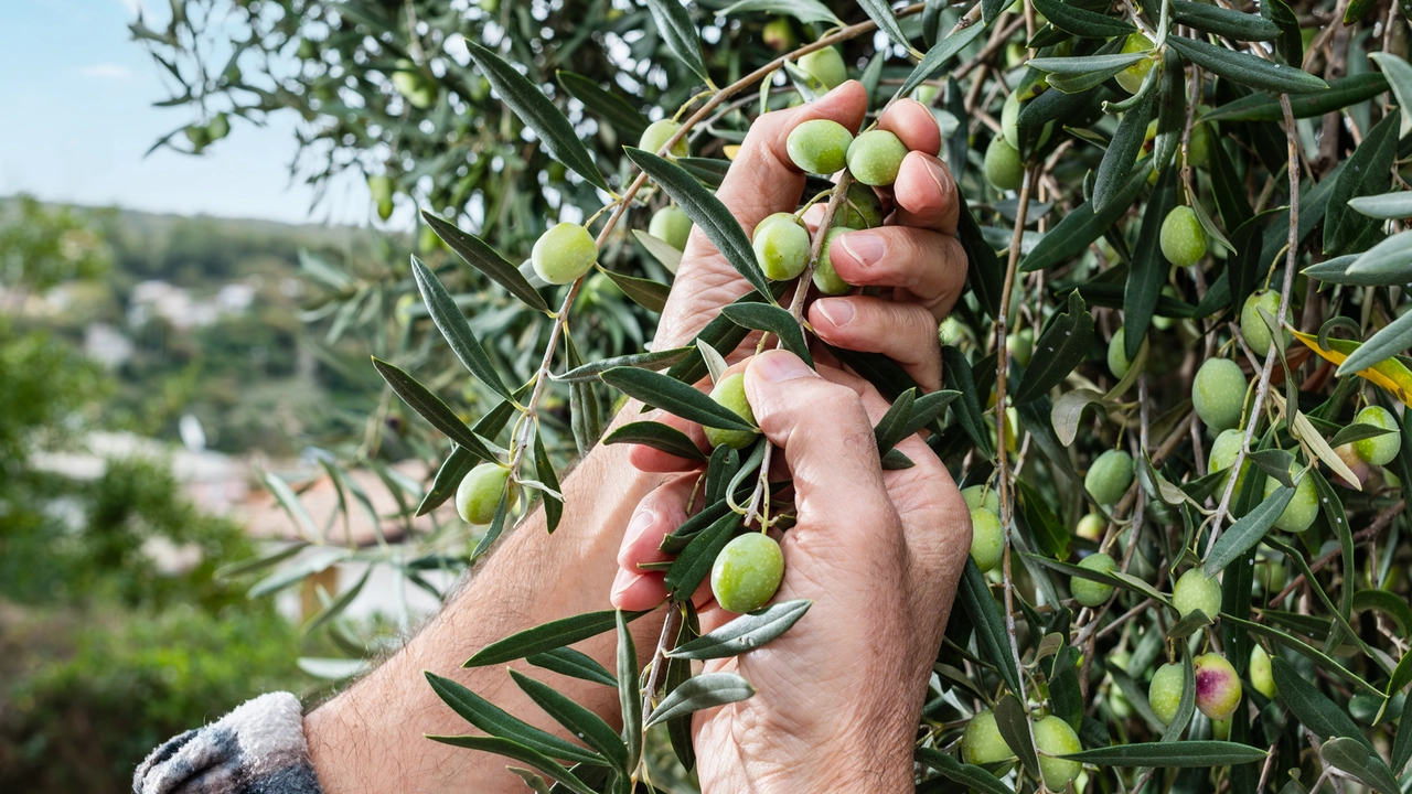 Raccolta di olive (foto iStock)