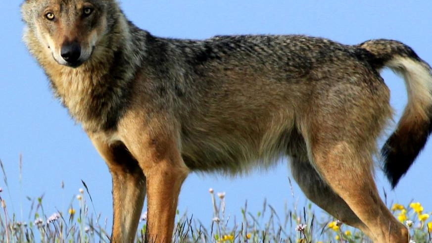 Un lupo fotografato sui monti sibillini