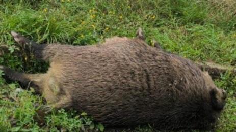 Un parassita nella carcassa di un cinghiale