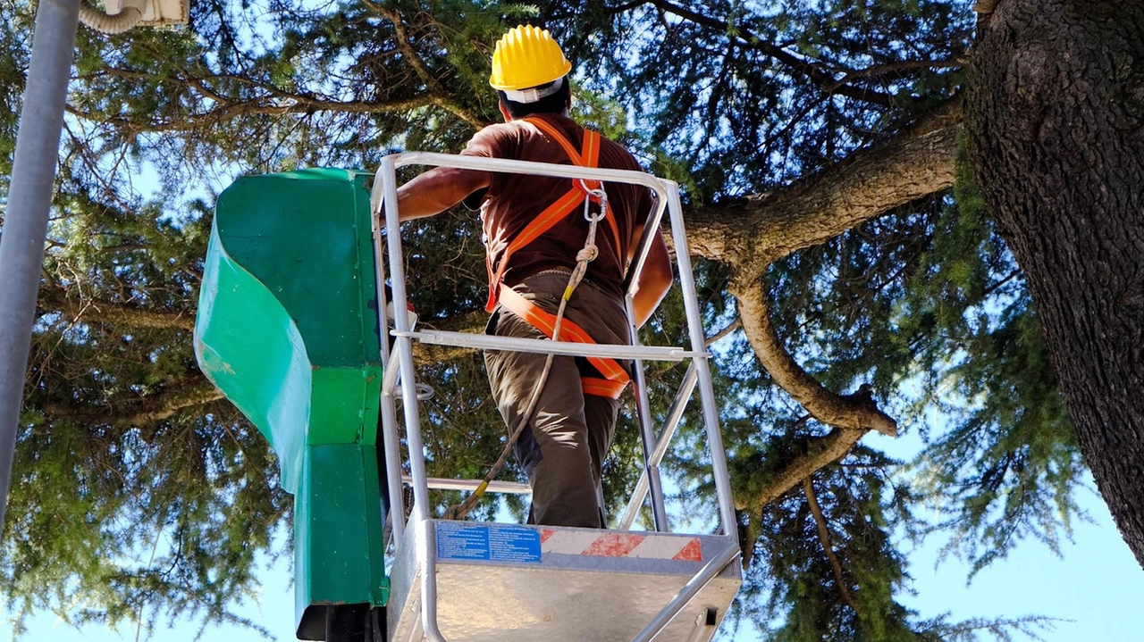 Le operazioni di taglio degli alberi d’alto fusto effettuate da ditte specializzate nel settore con l’ausilio di cestelli aerei