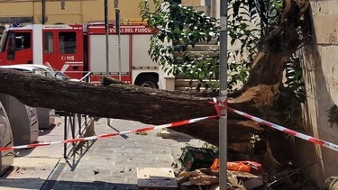 L'albero caduto a Pistoia (Acerboni/FotoCastellani)