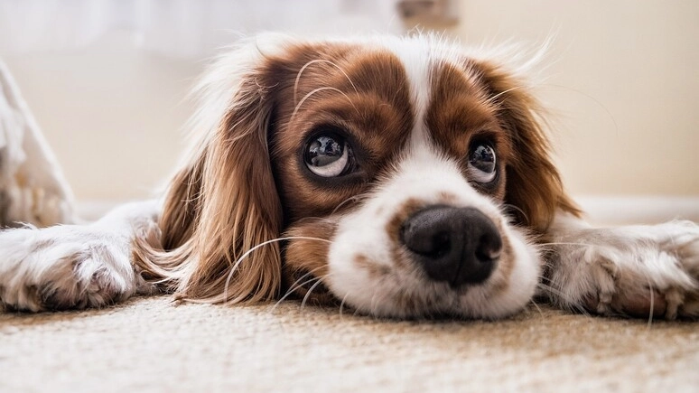 Un cane (Foto Ansa)