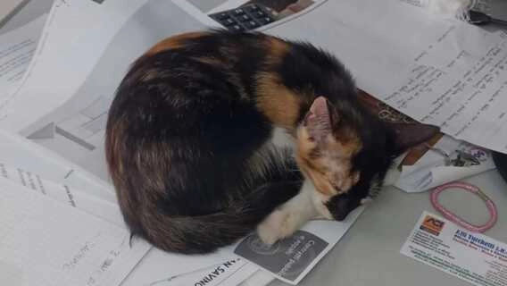 La gattina diventata mascotte della Municipale di Arezzo