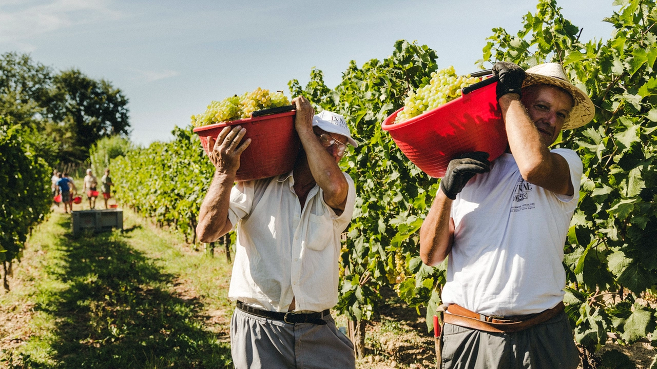 La prossima settimana inizierà la vendemmia (foto d’archivio)