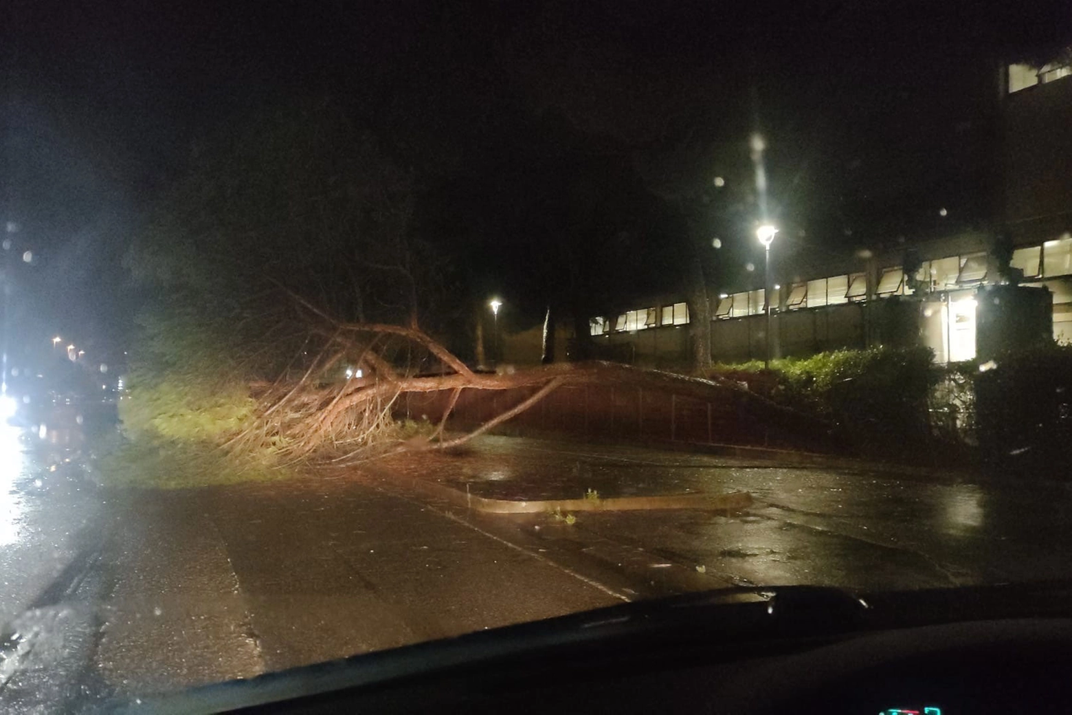 Un albero caduto a Vinci