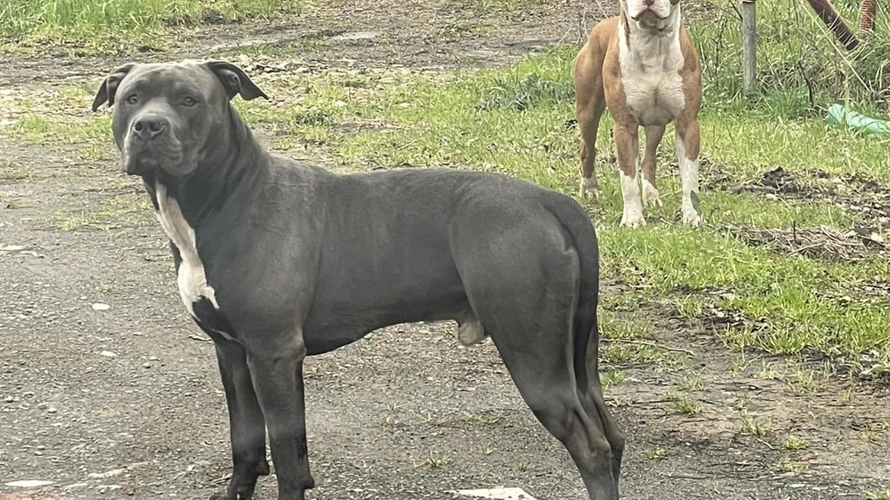 Il Dogo Argentino e il pittbull fotografati dai cittadini a Verghereto in zona lago:. soli, senza collare, senza museruola e uno dei due era anche ferito