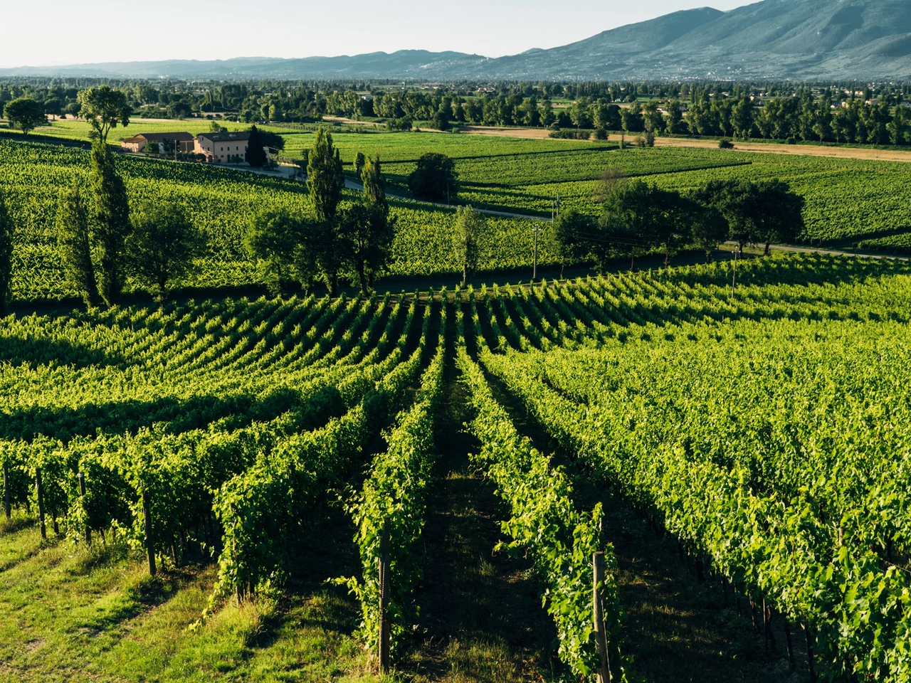 La Vigna del Roccolo