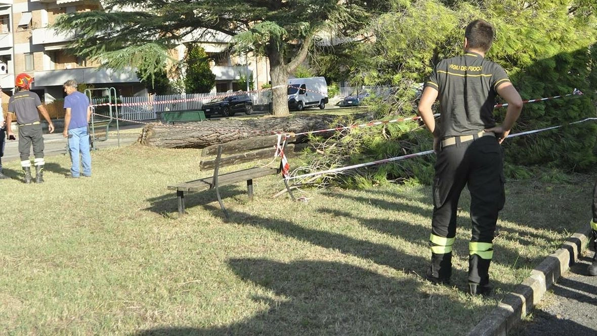 Tutela del verde urbano. Le tragedie sfiorate accendono il dibattito