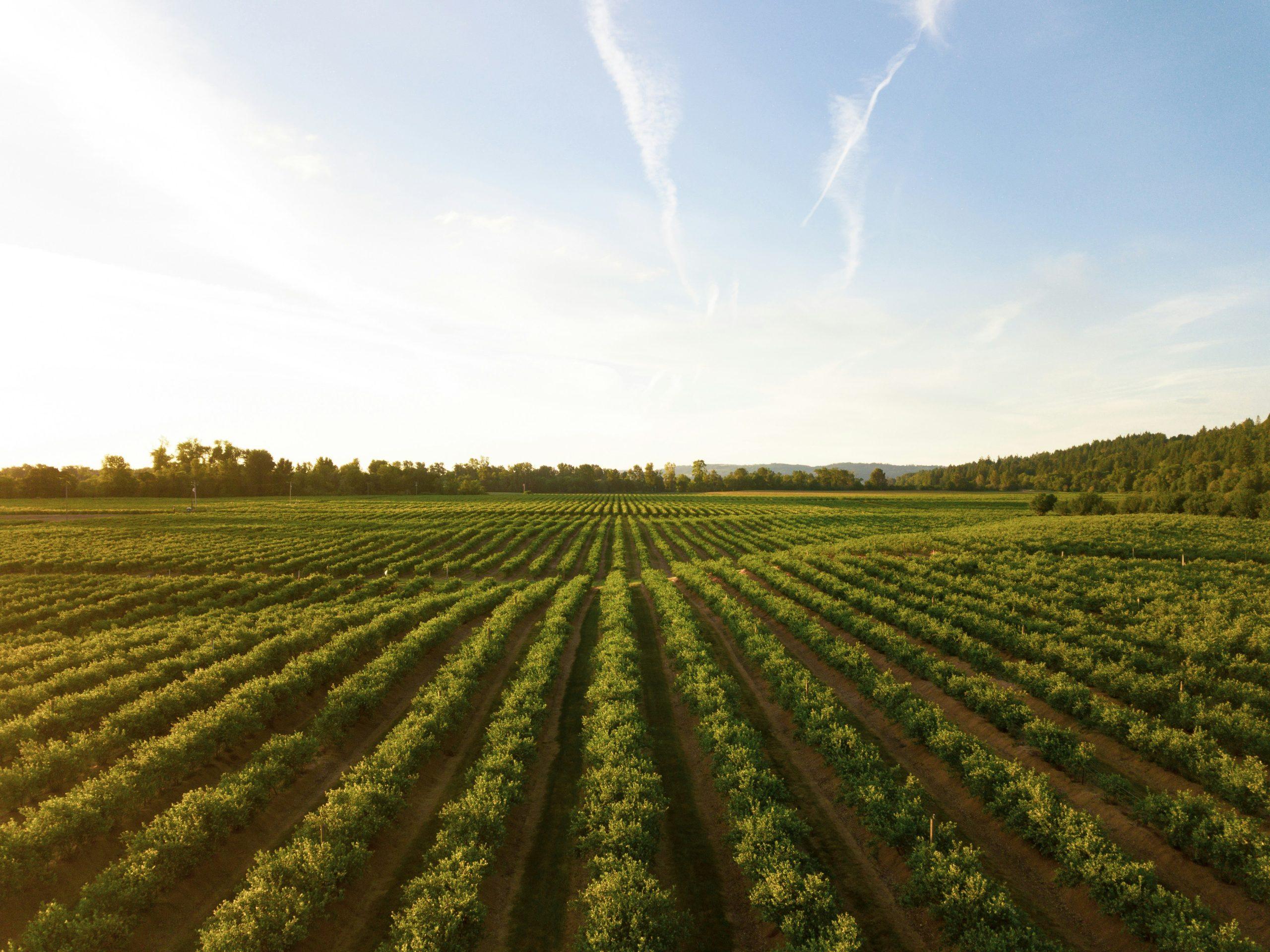 Lavoro, Confagricoltura Toscana: “Nelle aziende agricole sempre meno infortuni”