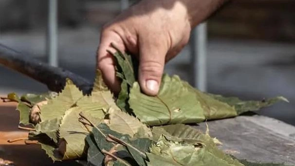 L'Unione di Comuni Montana Lunigiana introduce l'Eco Luni Fest a Agnino, una sagra eco-sostenibile che promuove la riduzione dei rifiuti e l'uso di risorse locali. Un progetto che mira a portare benefici economici e sociali, promuovendo la sostenibilità ambientale e la responsabilità sociale.