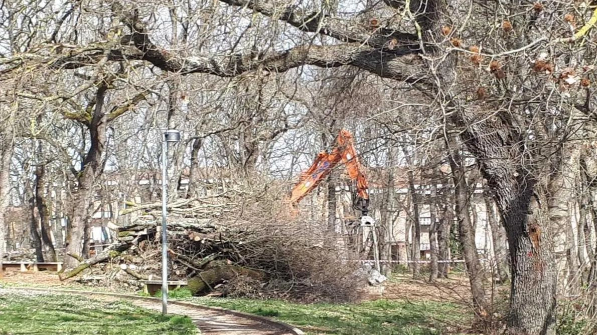 Quelle previste dal comune di Colle Val d’Elsa sono potature ed abbattimenti di alberi assolutamente. necessari sia per la sicurezza che per il decoro urbano