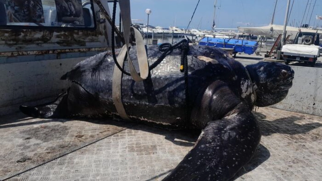 La tartaruga trovata a Viareggio