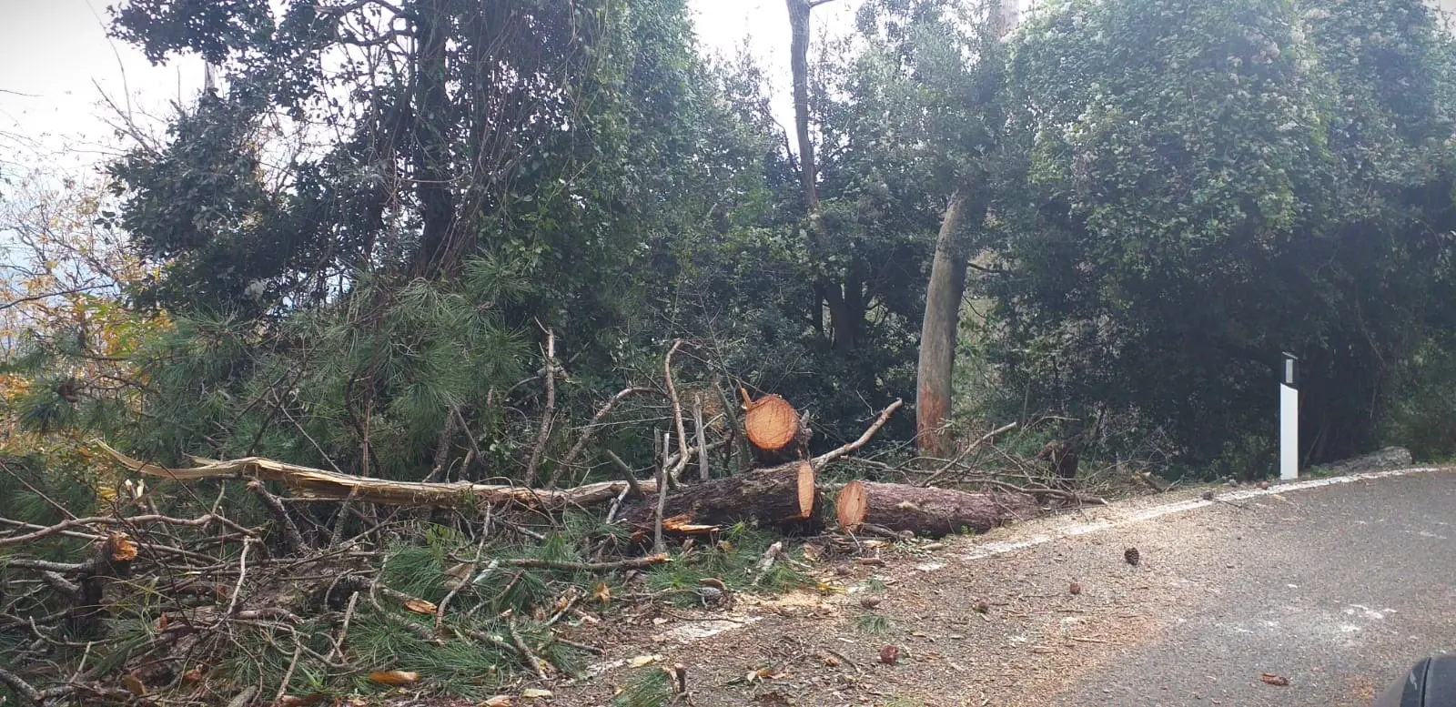 Una tragedia sfiorata. Ferita dall’albero crollato, il racconto: “Ho rischiato di morire”