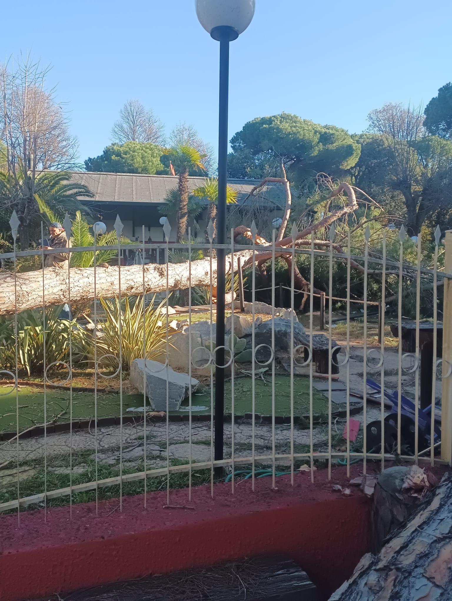 Maltempo in Versilia, pini crollati sul ristorante Il Pirata, la titolare: “Chiederò il risarcimento”