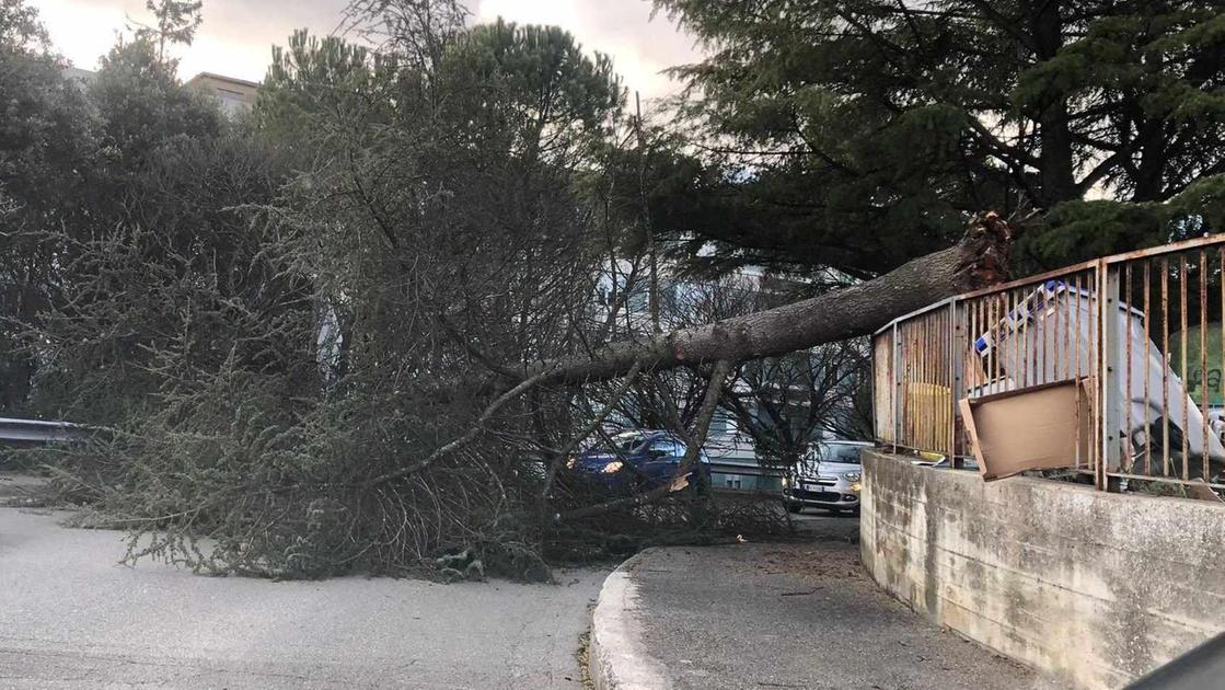 Raffiche di vento, cadono gli alberi