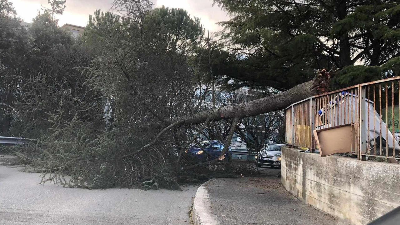 Forti raffiche di vento su tutta l’Umbria, alberi caduti in mezzo alla strada e disagi per i cittadini. Il maltempo...