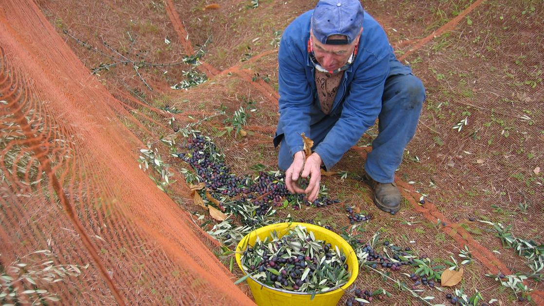 La stagione più amara delle olive. Produzione di olio ai minimi storici: “Penalizzati da parassiti e piogge”