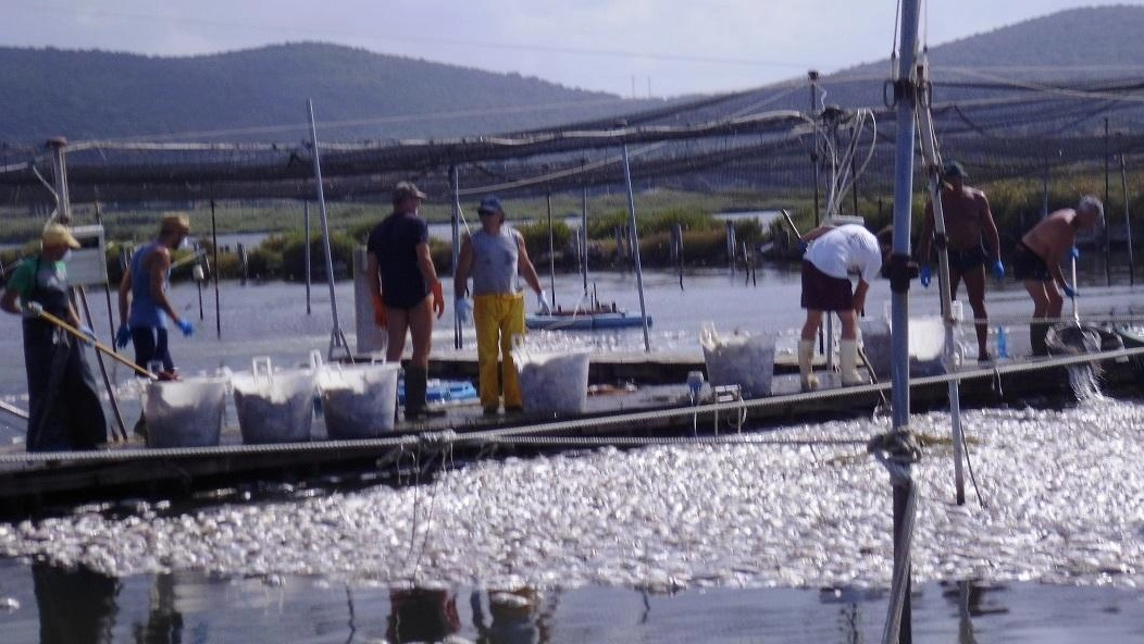 La conta dei danni nella laguna di Orbetello. La situazione resta grave