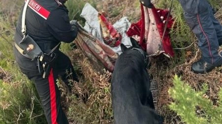 Nuovo assalto al bosco della droga. Smantellati i bivacchi dei pusher