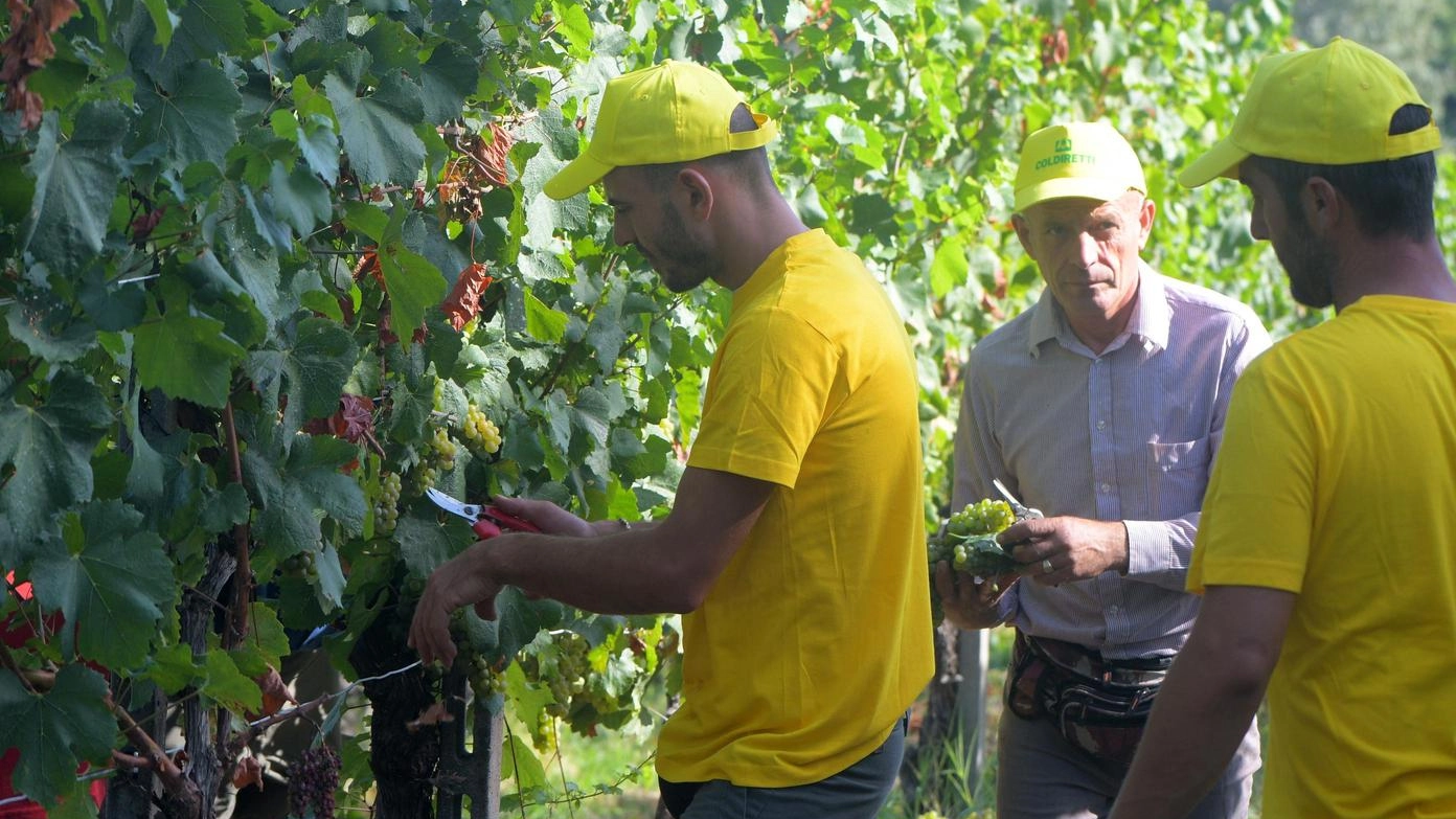 La vendemmia promette bene: "Grappoli di qualità e in salute . Umbria, terra ideale per i vitigni"