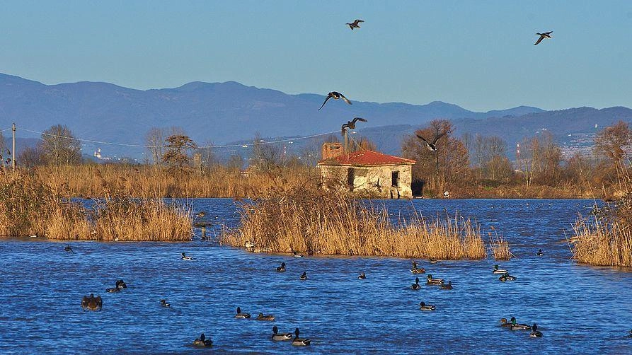 Secondo il censimento del Centro Ornitologico Toscano migliaia di uccelli passano l’inverno in quest’area. Partiti i lavori di manutenzione straordinaria.