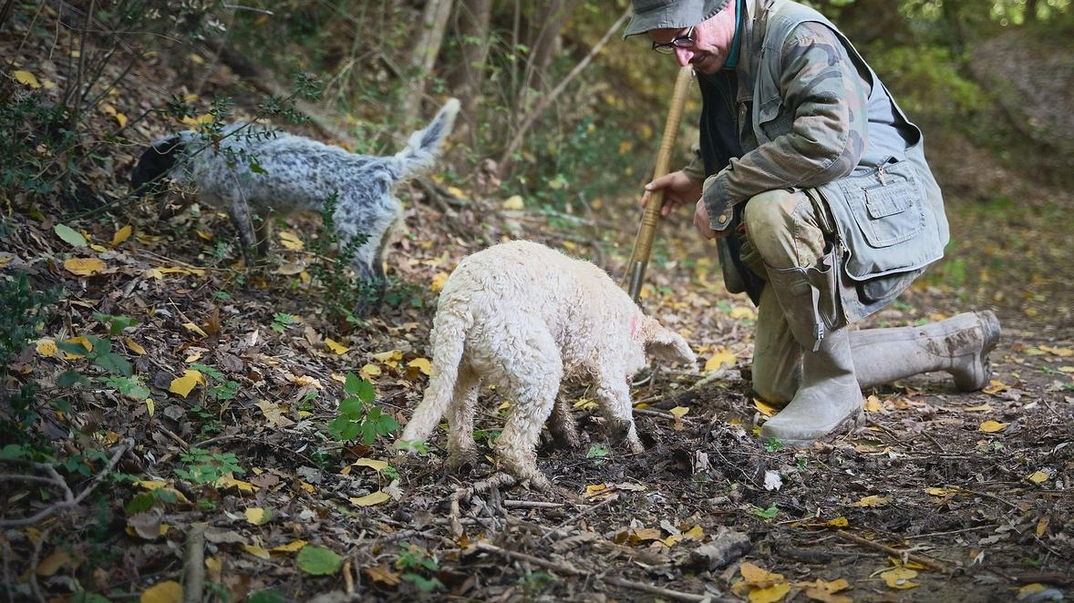 Oggi e domani il secondo fine settimana dedicato alla mostra mercato del tartufo di San Miniato. Tanti gli eventi collegati