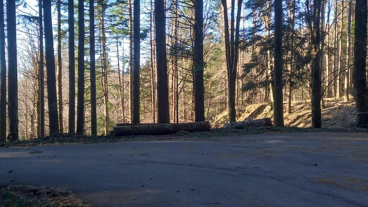 Una panoramica della Foresta del Teso dove sono visibili tronchi di alberi che sono già stati tagliati.. La strada è chiusa da Maresca