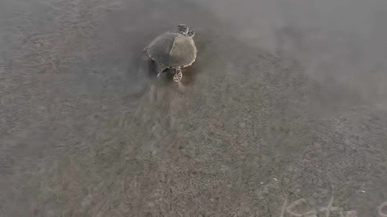 Volontari salvano una piccola tartaruga d’acqua dolce diretta in mare