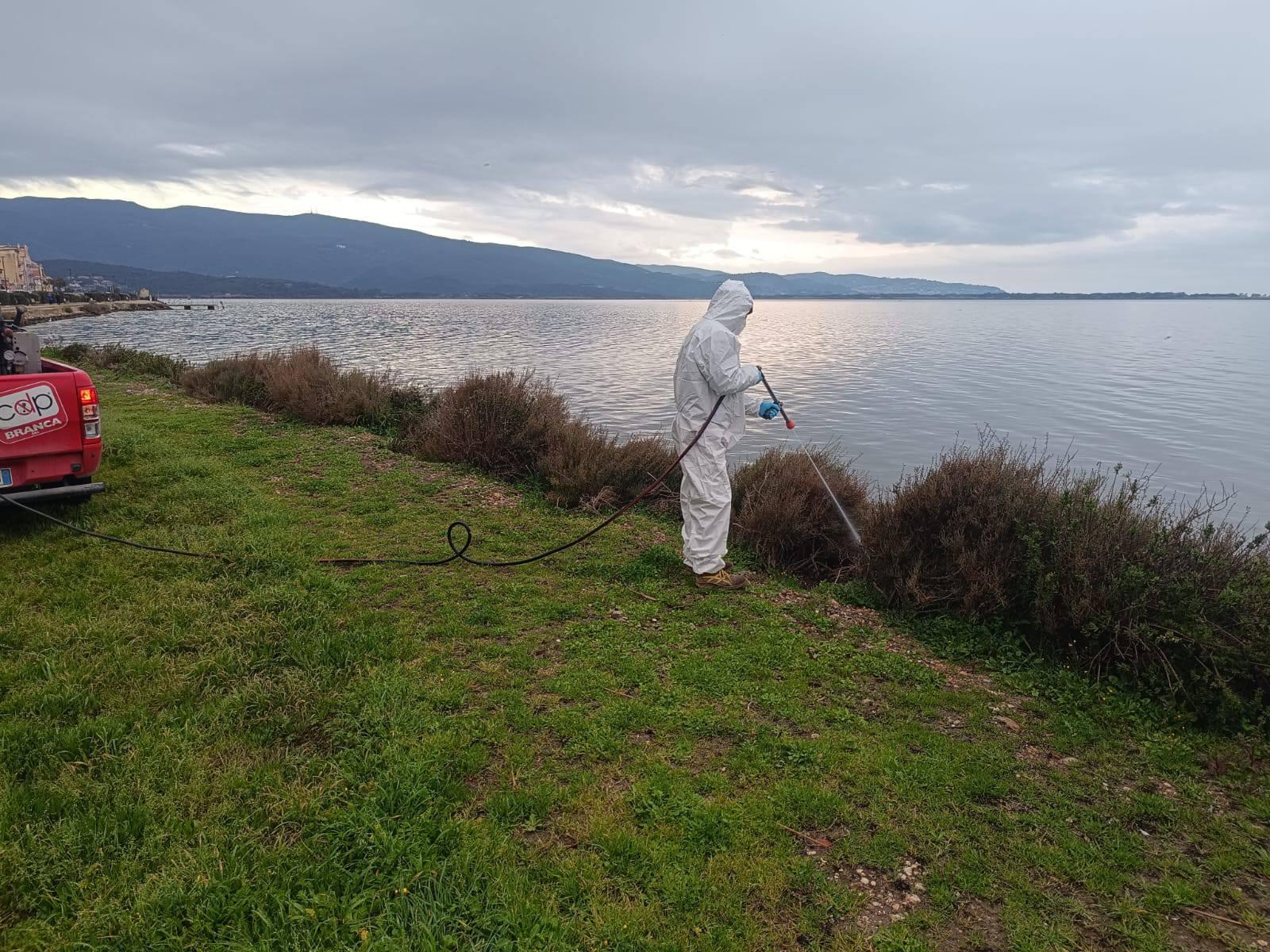 Orbetello, l’assalto dei moscerini, laguna invasa in anticipo. “Disinfestazione poco utile”