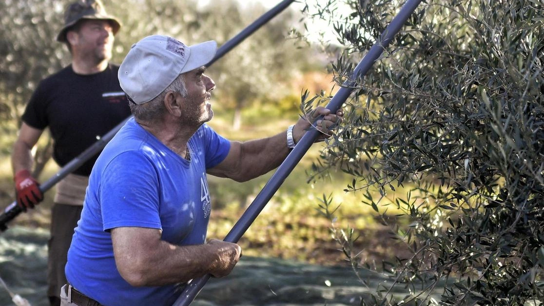 Abbacchiatori in azione per la raccolta delle olive (foto di archivio)