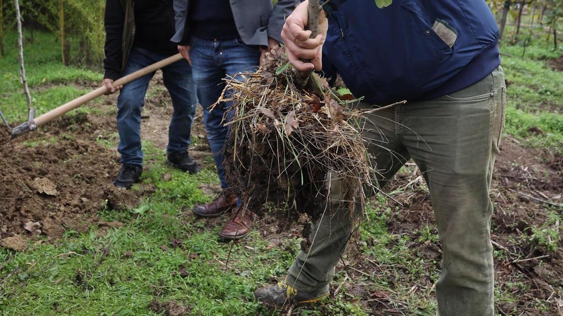 Il maxi piano del Comune sul verde: "Pianteremo 700 nuovi alberi"