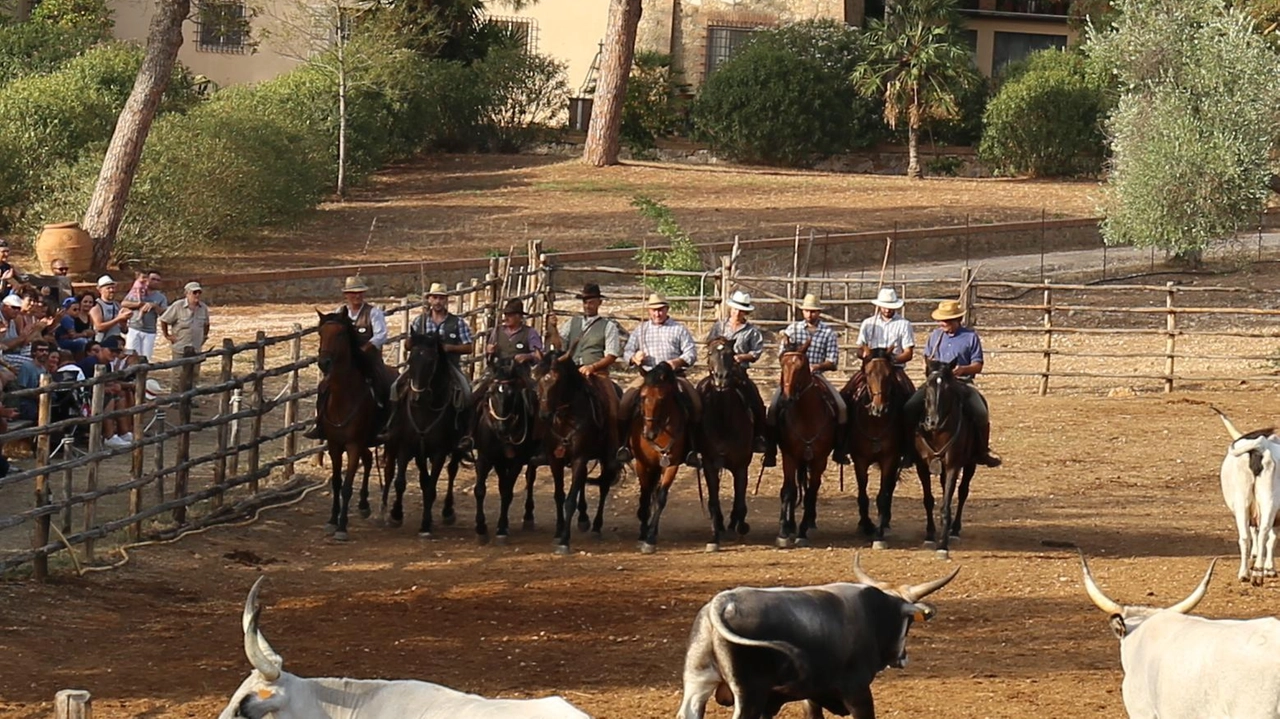 Alla Fattoria Marruchetone, si celebra l'antico mestiere del buttero con cavalieri che guidano il branco al pascolo. Dopo il lavoro, festa e giochi tradizionali, con possibilità per i bambini di provare il "battesimo della sella". Cena maremmana e divertimento in programma oggi alle 17,30 a Roselle.