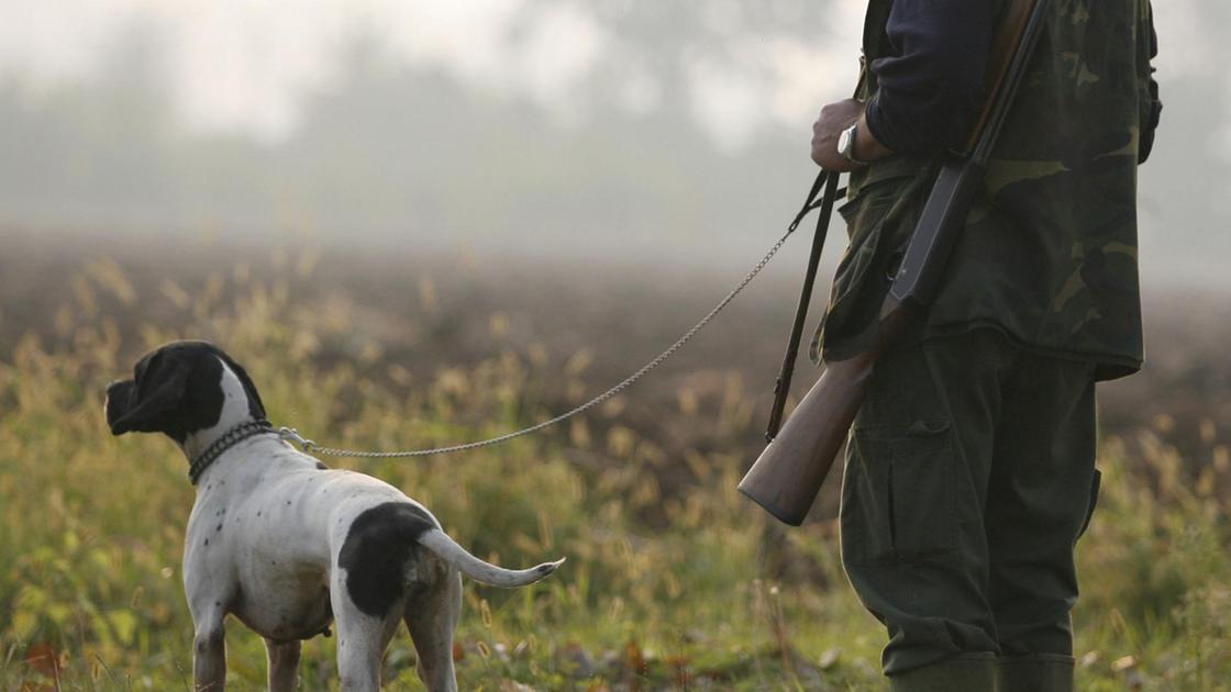 Allarme peste suina africana: "Imposti ’paletti’ inefficaci così il virus si è diffuso"